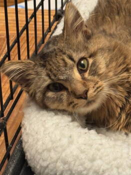 Rescue Domestic Medium Hair Cats for Adoption in Herndon, Virginia - Fluffster (& Xylia) Bonded | PetCurious