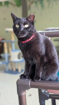 Chupie 2.0 -  Domestic Short Hair Cat for Adoption in New Baltimore, Michigan - Chupie 2.0 | PetCurious