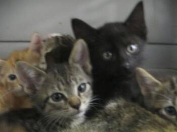 A383036 -  Domestic Short Hair Cat for Adoption in Ocala, Florida - A383036 | PetCurious