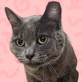 Domestic Short Hair Cats Available for Adoption in Reno, Nevada - Alley Mama | PetCurious