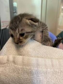 ERIN -  Domestic Short Hair Cat for Adoption in Sacramento, California - ERIN | PetCurious