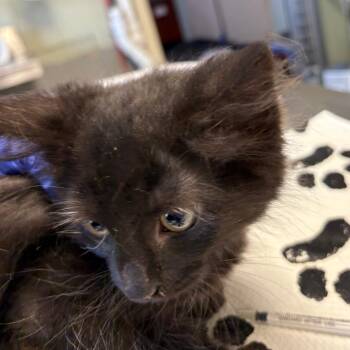 Virtuoso -  Domestic Long Hair Cat for Adoption in Mt. Juliet, Tennessee - Virtuoso | PetCurious