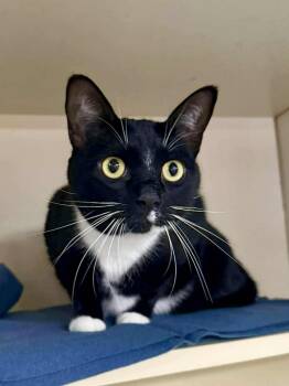 Rescue Domestic Short Hair Cats for Adoption in Sebastian, Florida - Pearly | PetCurious