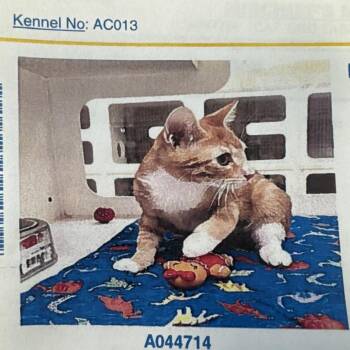 Mischief -  Domestic Short Hair Cat for Adoption in Lake Jackson, Texas - Mischief | PetCurious
