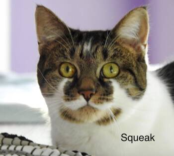 Domestic Short Hair Cats Available for Adoption in Wells, Maine - Squeak | PetCurious