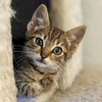 Cookie -  Domestic Short Hair Cat for Adoption in Vallejo, California - Cookie | PetCurious