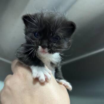 Windy Meadow -  Domestic Short Hair Cat for Adoption in Greensboro, North Carolina - Windy Meadow | PetCurious