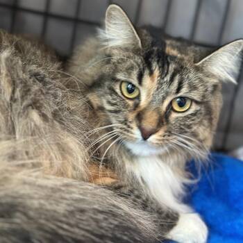 Anastasia -  Domestic Long Hair Cat for Adoption in Matteson, Illinois - Anastasia | PetCurious
