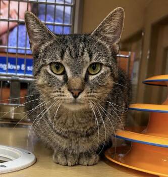 Domestic Short Hair Cats Available for Adoption in Long Beach, New York - Billie Rose | PetCurious