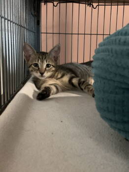 Rescue Domestic Short Hair Cats for Adoption in Sanford, Florida - Blueberry Pie | PetCurious