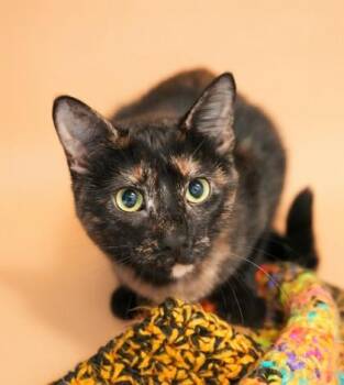 Domestic Short Hair Cats Available for Adoption - Coco | PetCurious