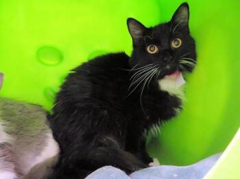 Domestic Short Hair Cats Available for Adoption in Oklahoma City, Oklahoma - SISSY | PetCurious