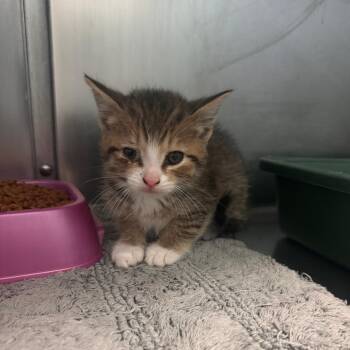 Chameleon -  Domestic Short Hair Cat for Adoption in South Haven, Michigan - Chameleon | PetCurious