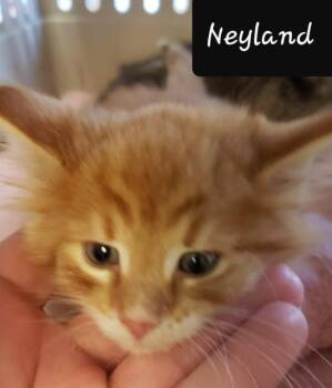 Domestic Long Hair Cats Available for Adoption - Neyland/Judah (Blakekmore) | PetCurious