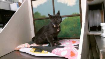 ECHO STONE -  Russian Blue and Domestic Short Hair Cat for Adoption in Houston, Texas - ECHO STONE | PetCurious