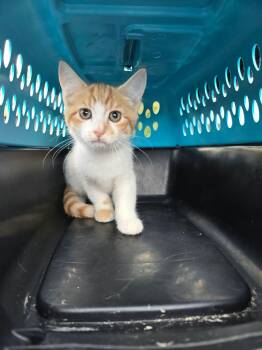 CIDER -  Domestic Short Hair Cat for Adoption in Holbrook, New York - CIDER | PetCurious