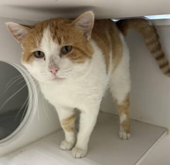 Chuck -  Domestic Short Hair Cat for Adoption in Rochester, Indiana - Chuck | PetCurious