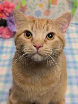 Fred -  Domestic Short Hair Cat for Adoption in Greensboro, North Carolina - Fred | PetCurious