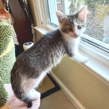 Kalvin -  Domestic Short Hair Cat for Adoption in Brownsboro, Alabama - Kalvin | PetCurious