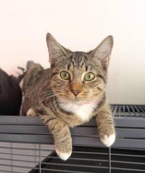 Ducky -  Domestic Short Hair Cat for Adoption in New York, New York - Ducky | PetCurious