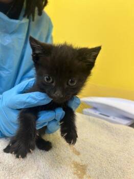 Tilf -  Domestic Short Hair Cat for Adoption in Raleigh, North Carolina - Tilf | PetCurious