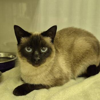 Siamese Cats Available for Adoption in Drumheller, Alberta - Cookie | PetCurious