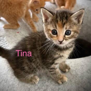 Tina -  Domestic Short Hair Cat for Adoption in Chino Hills, California - Tina | PetCurious