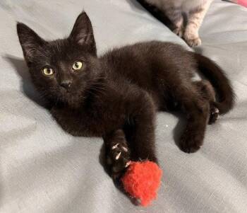 Denver -  Domestic Short Hair Cat for Adoption in St. Peters, Missouri - Denver | PetCurious