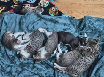 Domestic Short Hair Cats Available for Adoption in Chicago, Illinois - Deuce | PetCurious