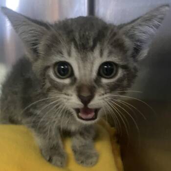 IVHS-Stray-139358 -  Domestic Short Hair Cat for Adoption in San Gabriel, California - IVHS-Stray-139358 | PetCurious