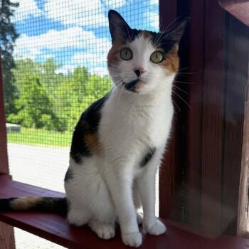 Ariel -  Domestic Short Hair Cat for Adoption in Greensburg, Pennsylvania - Ariel | PetCurious