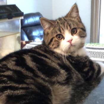 Bobo -  British Shorthair Cat for Adoption in Chicago, Illinois - Bobo | PetCurious