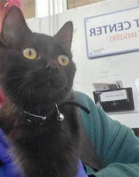 Domestic Short Hair Cats Available for Adoption - LASAGNA | PetCurious