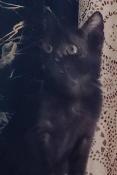 Olive -  Domestic Short Hair Cat for Adoption in San Jacinto, California - Olive | PetCurious