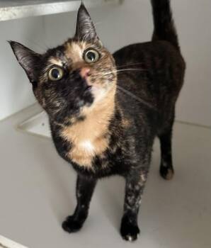 Domestic Short Hair Cats Available for Adoption in Emerald Isle, North Carolina - Sasha | PetCurious