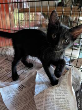 Hypnos -  Domestic Short Hair Cat for Adoption in Fischer, Texas - Hypnos | PetCurious