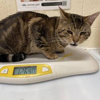 Domestic Short Hair Cats Available for Adoption in Memphis, Tennessee - VANDEE | PetCurious