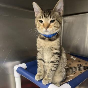 Giraffe -  Domestic Short Hair Cat for Adoption in Lakeland, Florida - Giraffe | PetCurious