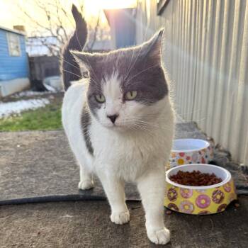 Domestic Short Hair Cats Available for Adoption - Benny | PetCurious