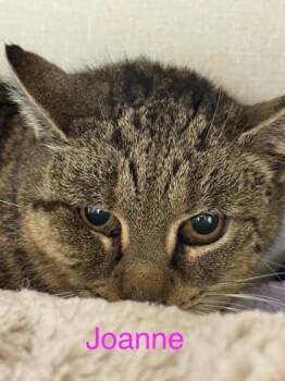 Joanne -  Domestic Short Hair Cat for Adoption in Erin, Ontario - Joanne | PetCurious