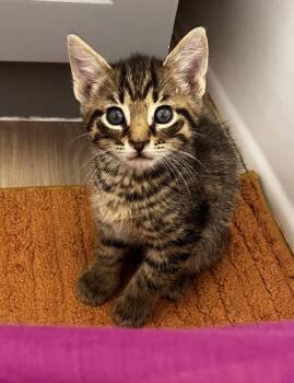 Domestic Short Hair Cats Available for Adoption in Rockville, Maryland - Whopper | PetCurious