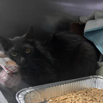IVHS-Stray-140501 -  Domestic Medium Hair Cat for Adoption in San Gabriel, California - IVHS-Stray-140501 | PetCurious
