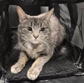 Domestic Short Hair Cats Available for Adoption - Denali | PetCurious