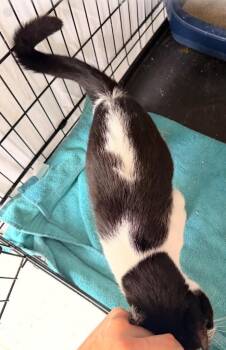 Domestic Short Hair Cats Available for Adoption in Muskegon, Michigan - SPOOKS | PetCurious