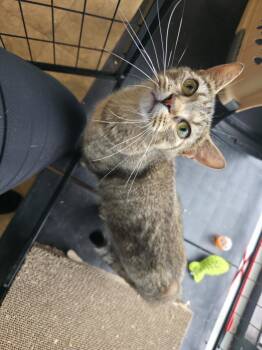 Terra -  Domestic Short Hair Cat for Adoption in Cowlesville, New York - Terra | PetCurious