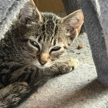 Benny -  American Shorthair Cat for Adoption in Mount Vernon, Arkansas - Benny | PetCurious