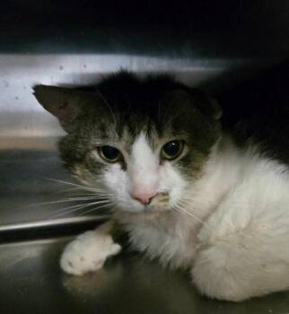 Paw -  Domestic Short Hair Cat for Adoption in Cincinnati, Ohio - Paw | PetCurious