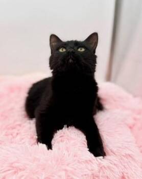 Ragdoll and Domestic Long Hair Cats Available for Adoption in Covington, Louisiana - Spoodle | PetCurious