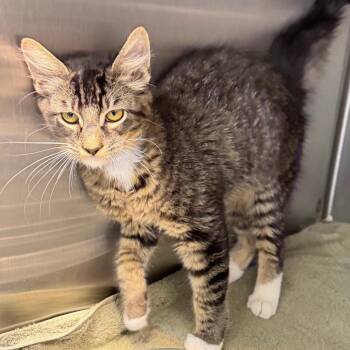 Sideswipe -  Domestic Medium Hair Cat for Adoption in Englewood, Florida - Sideswipe | PetCurious
