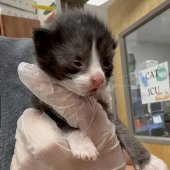 Kendra - 061909U -  Domestic Short Hair Cat for Adoption in Tupelo, Mississippi - Kendra - 061909U | PetCurious